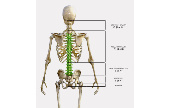 СТАБИЛИЗАЦИЯ Th3 — L5