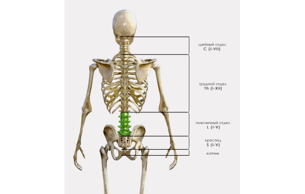 Диапазон стабилизации от 1 до 5 поясничного позвонка